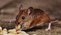 24 Hour & Emergency Exterminators in Sapphire, NC